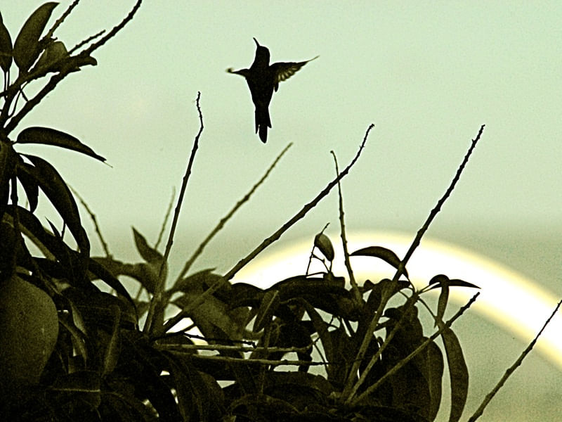 BRASÍLIA - BEIJA-FLOR 5
