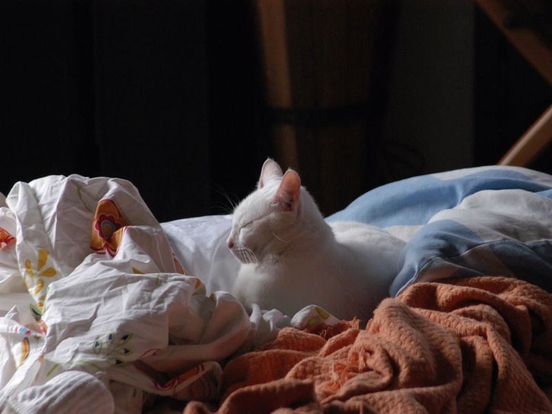 BRASÍLIA - CAMA DE GATO