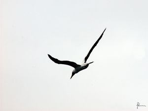 GAIVOTA 2