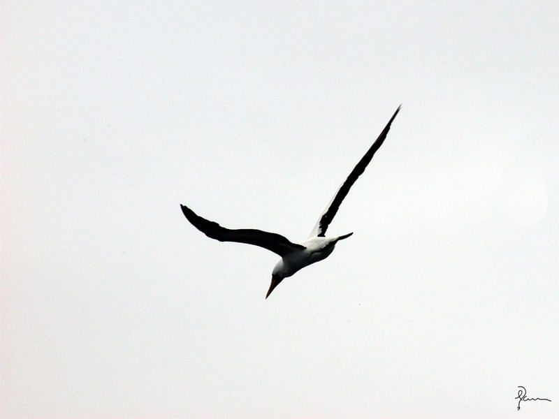 GAIVOTA 2