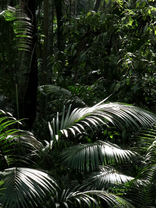 GRANDE PAINEL VERDE DE FOLHAS