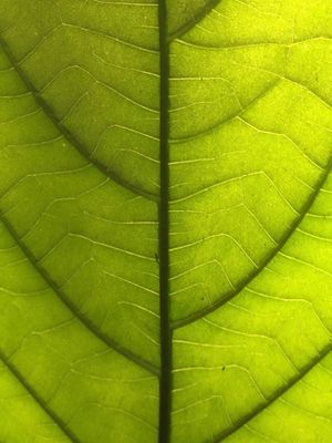 GREEN ARTERIES