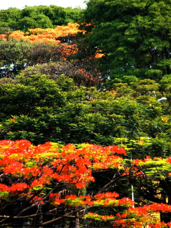 BRASÍLIA - SELVA URBANA