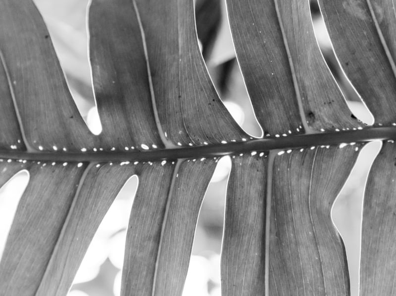 MANCHAS TRANSPARENTES 1 (B)