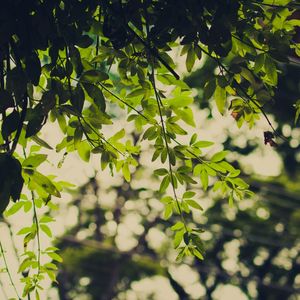 SOBRE VERDES