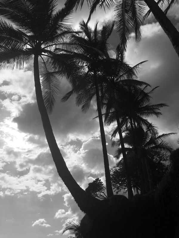 BLACK PALM TREES