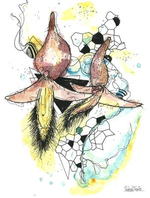 BULBOPHYLUM- SÉRIE FLORAÇÃO 5/8