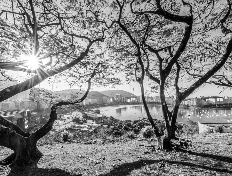 SILHUETA DE ÁRVORES COM RAIOS DE SOL