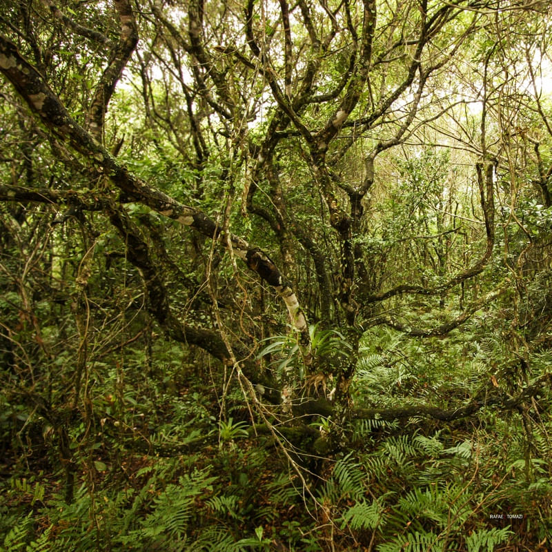 ÁRVORE E FLORESTA