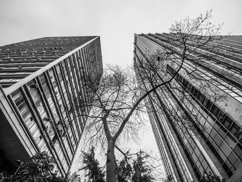 ARVORE ENTRE PRÉDIOS