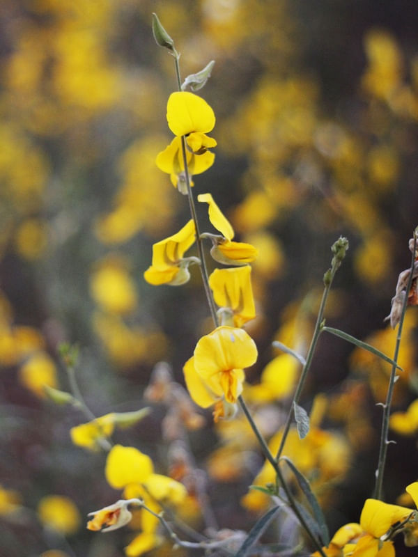 ENCANTO AMARELO