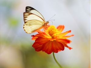 FLOR E BORBOLETA