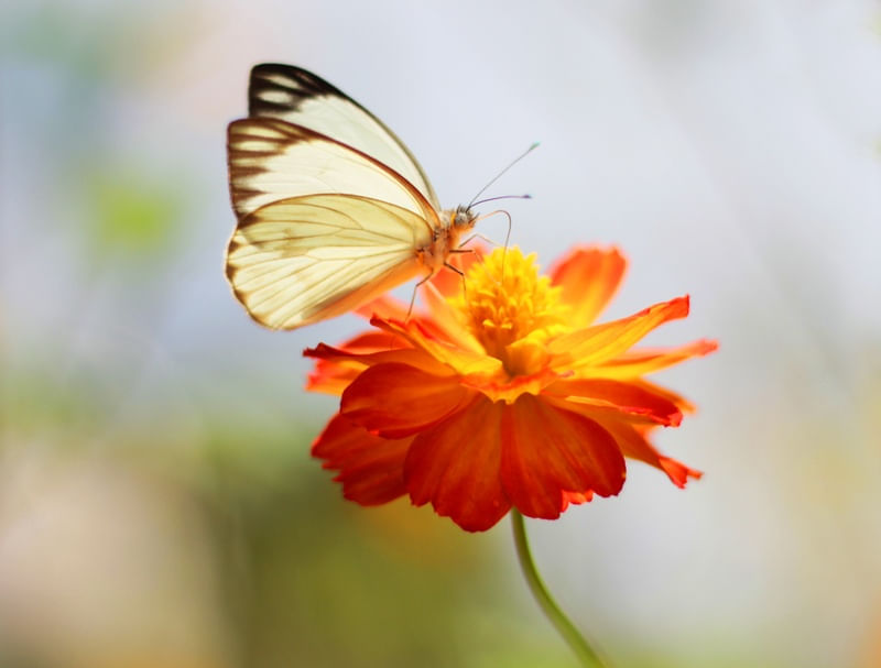 FLOR E BORBOLETA