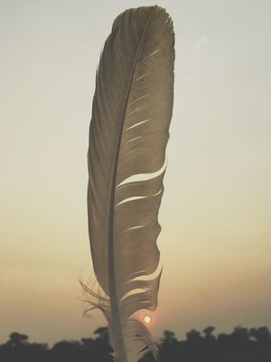 AMAZÔNICA