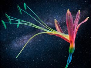 FLOR INTERESTELAR