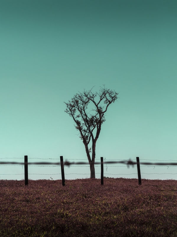 ARVORE ALONE COLOR