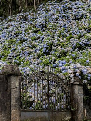 HORTÊNSIA DA SERRA