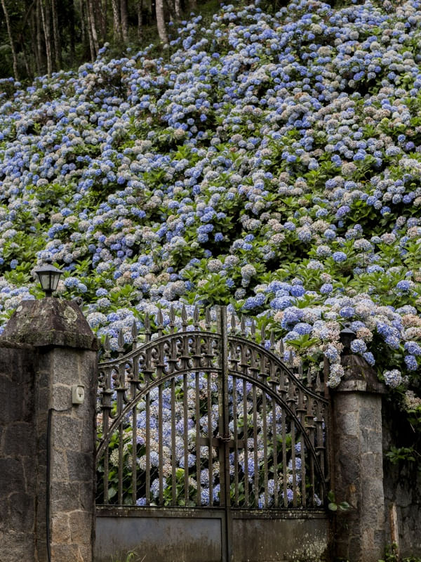 HORTÊNSIA DA SERRA