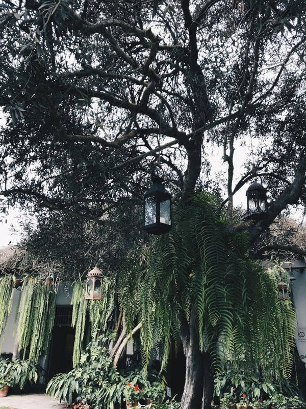 VÉU VERDE