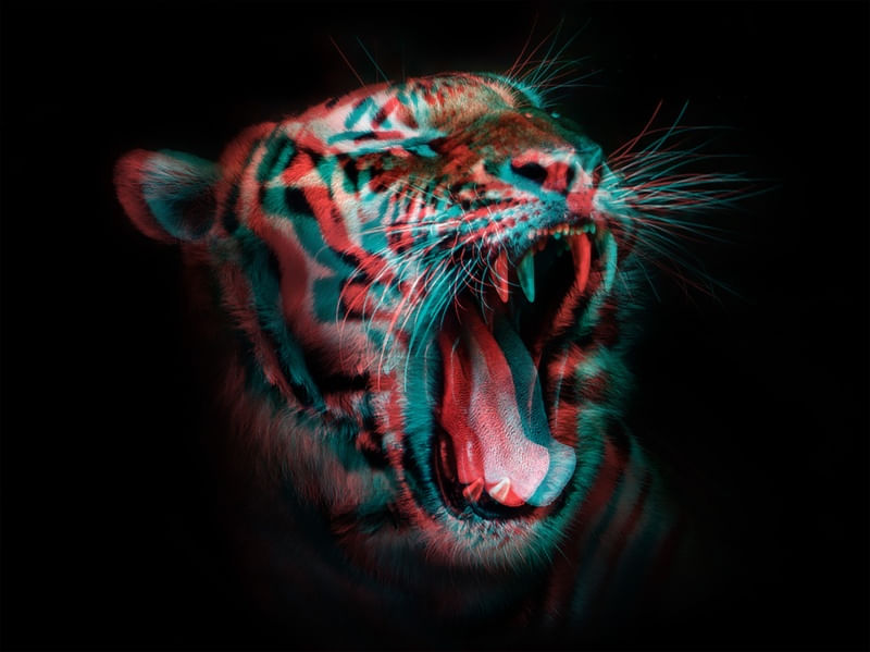 ANIMAL 3D 01