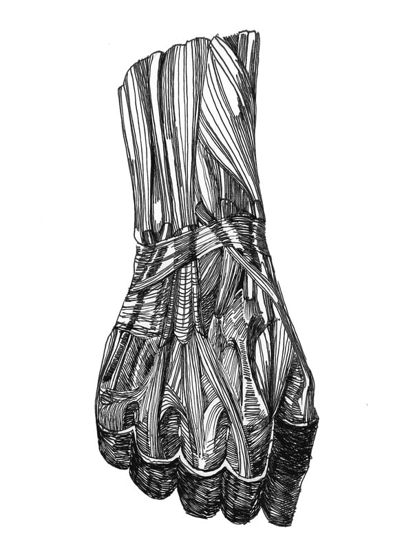 ANATOMIA