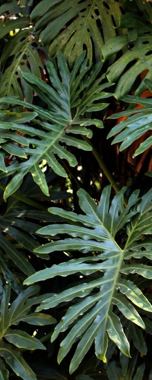 PAINEL DE FOLHAS NATURAIS