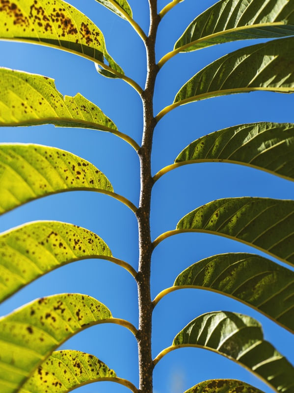 FOLHAS EM PADRÃO