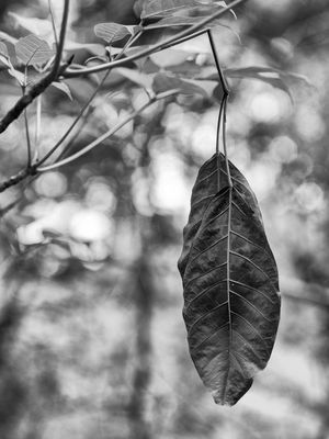 O TEMPO DA NATUREZA
