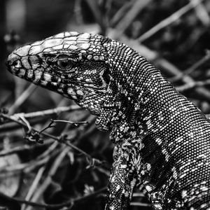 PELE DE LAGARTO
