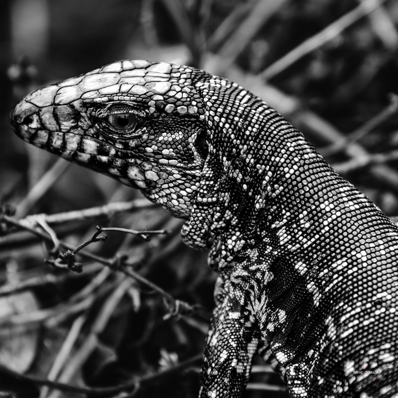 PELE DE LAGARTO