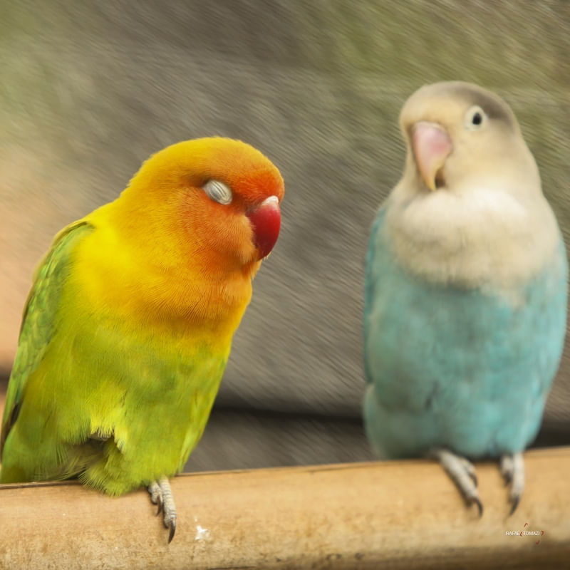 CASAL LOVEBIRD