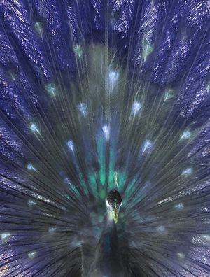 NEON PEACOCK