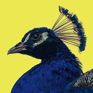 PEACOCK POP
