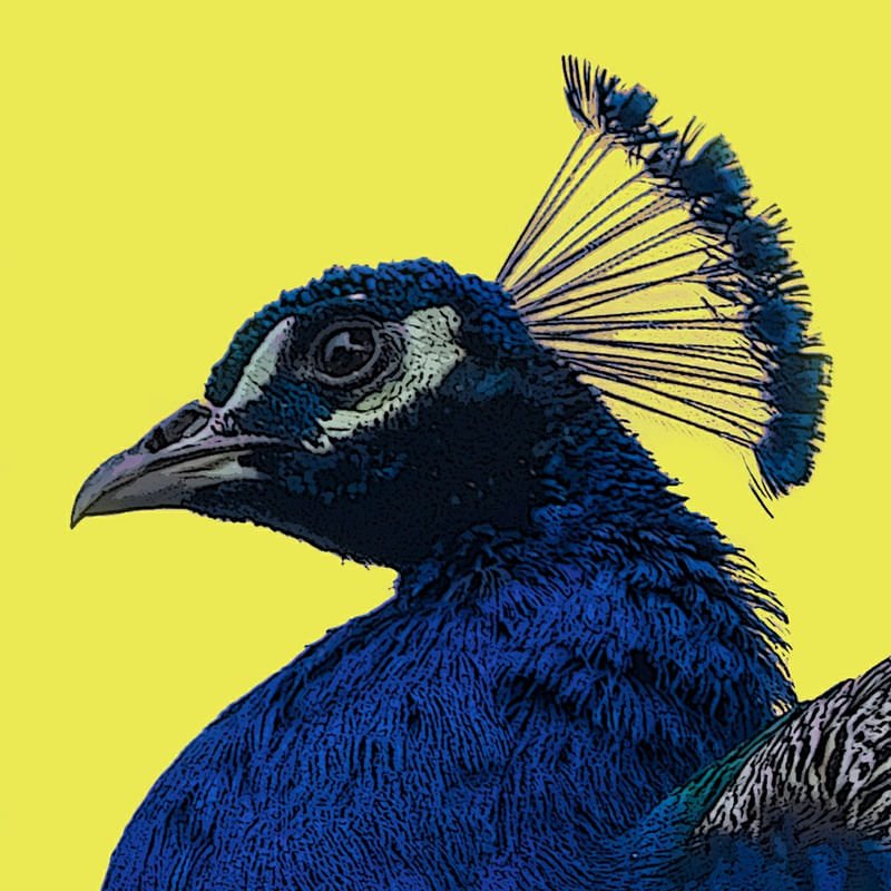 PEACOCK POP