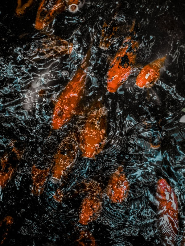 CONTRASTE NO LAGO DAS CARPAS