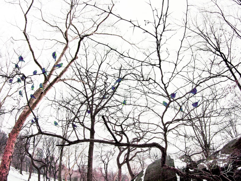 BIRDS ON THE TREE