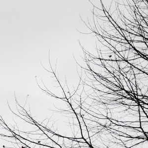 ÁRVORES DE INVERNO
