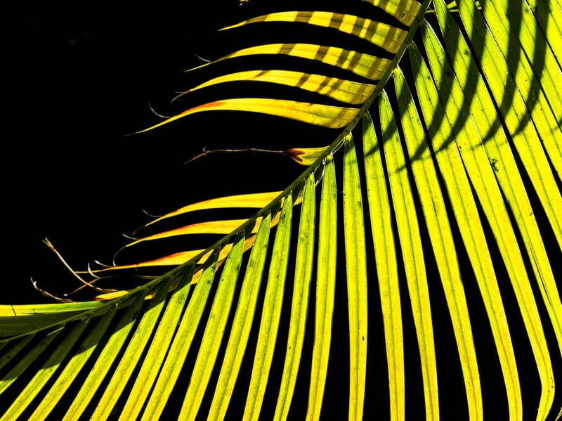 PINADAS SOB A LUZ DA TARDE (P)