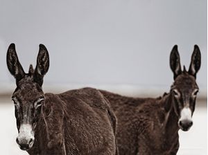 ANIMAIS 002