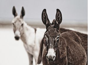 ANIMAIS 003
