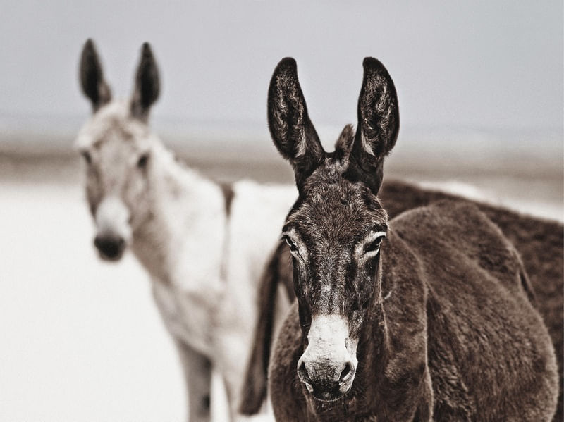 ANIMAIS 003