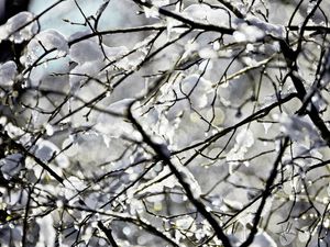 SNOW ONTHE BRANCH
