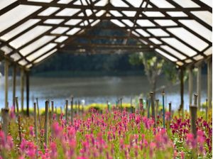 FIELD OF FLOWERS