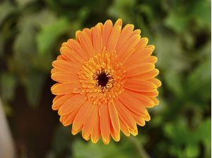 ORANGE FLOWER