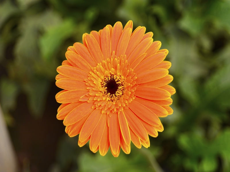 ORANGE FLOWER