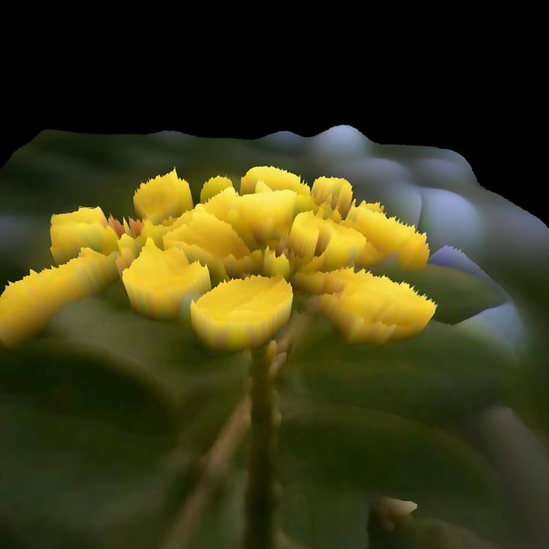 FLOR PARTIDA