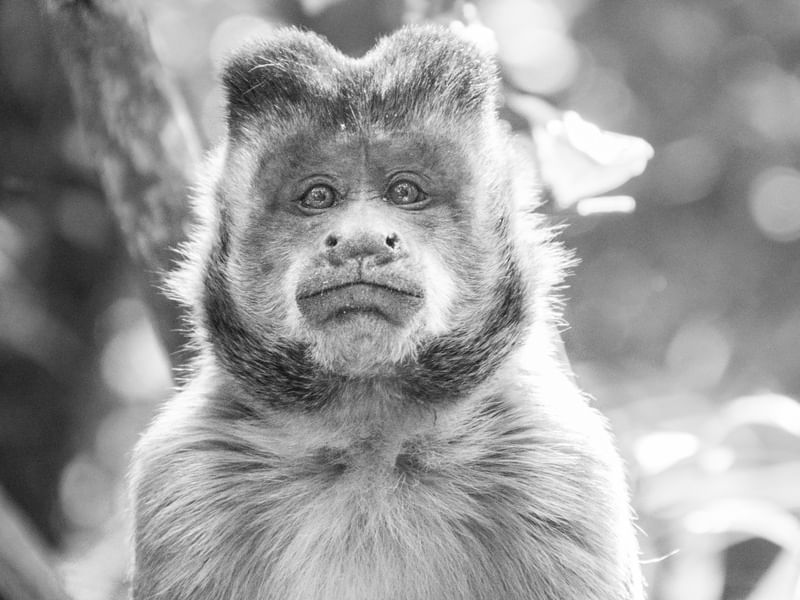 RETRATO DO MACACO