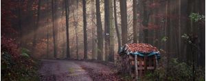 CAMINHO DO BOSQUE