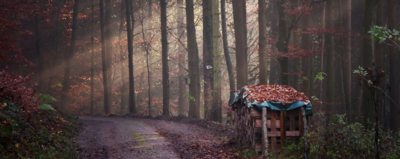CAMINHO DO BOSQUE