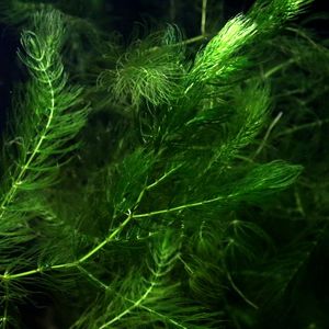 PLANTA AQUÁTICA 02